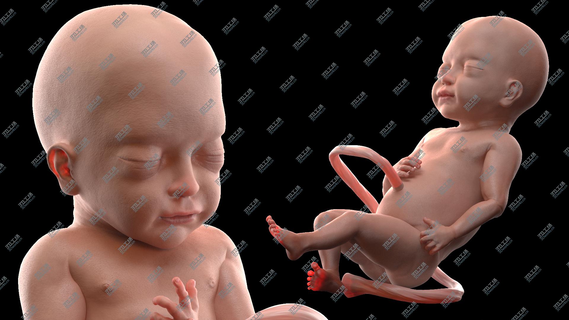 images/goods_img/20210313/Baby Boy at 28 Weeks Rigged model/5.jpg